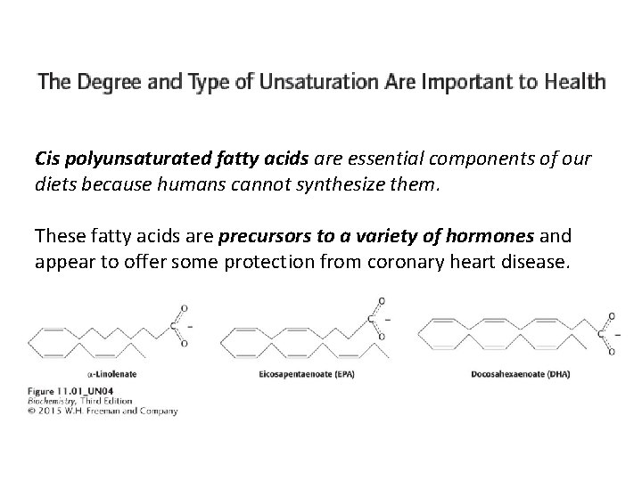 Cis polyunsaturated fatty acids are essential components of our diets because humans cannot synthesize