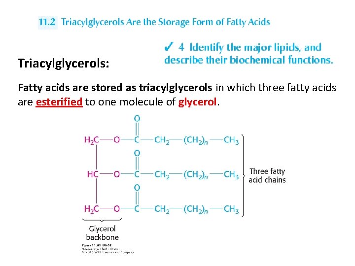 Triacylglycerols: Fatty acids are stored as triacylglycerols in which three fatty acids are esterified