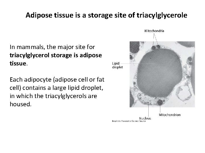 Adipose tissue is a storage site of triacylglycerole In mammals, the major site for
