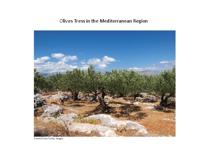 Olives Tress in the Mediterranean Region 