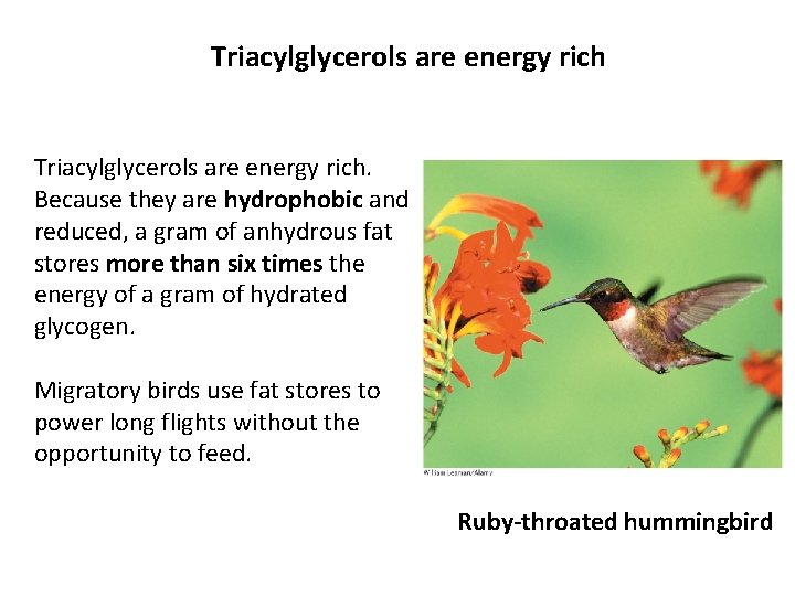 Triacylglycerols are energy rich. Because they are hydrophobic and reduced, a gram of anhydrous