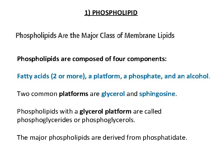 1) PHOSPHOLIPID Phospholipids are composed of four components: Fatty acids (2 or more), a