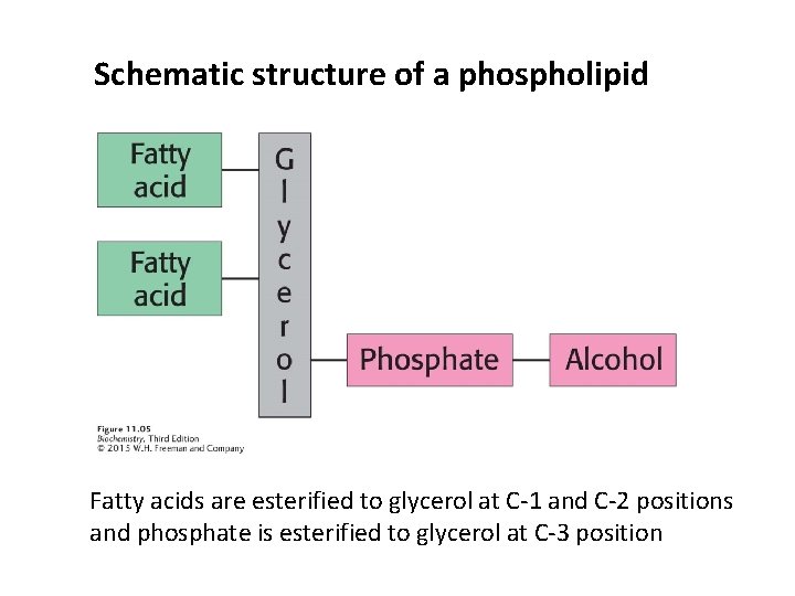 Schematic structure of a phospholipid Fatty acids are esterified to glycerol at C-1 and