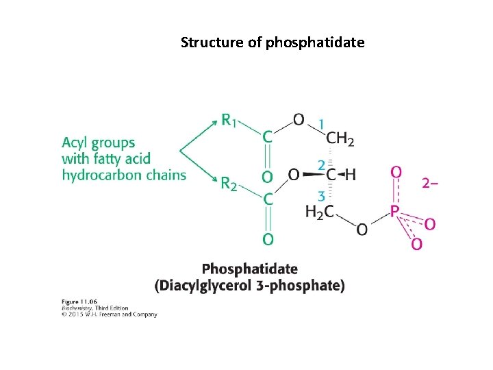 Structure of phosphatidate 