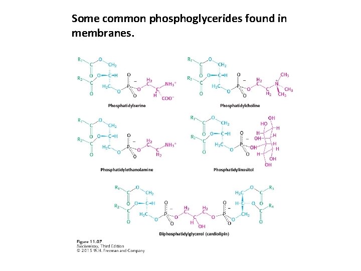 Some common phosphoglycerides found in membranes. 