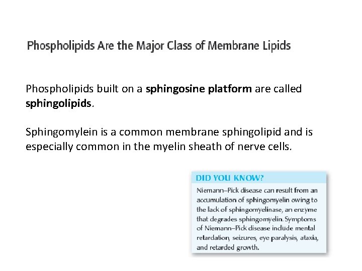 Phospholipids built on a sphingosine platform are called sphingolipids. Sphingomylein is a common membrane