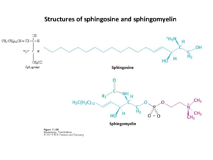 Structures of sphingosine and sphingomyelin 