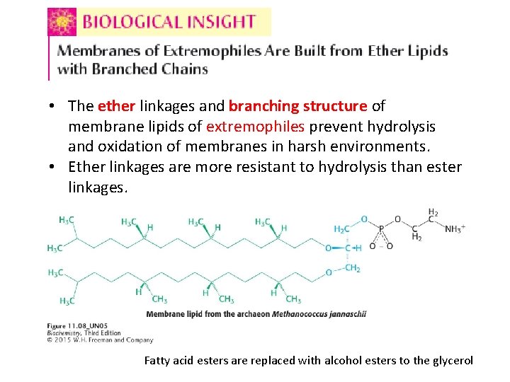  • The ether linkages and branching structure of membrane lipids of extremophiles prevent