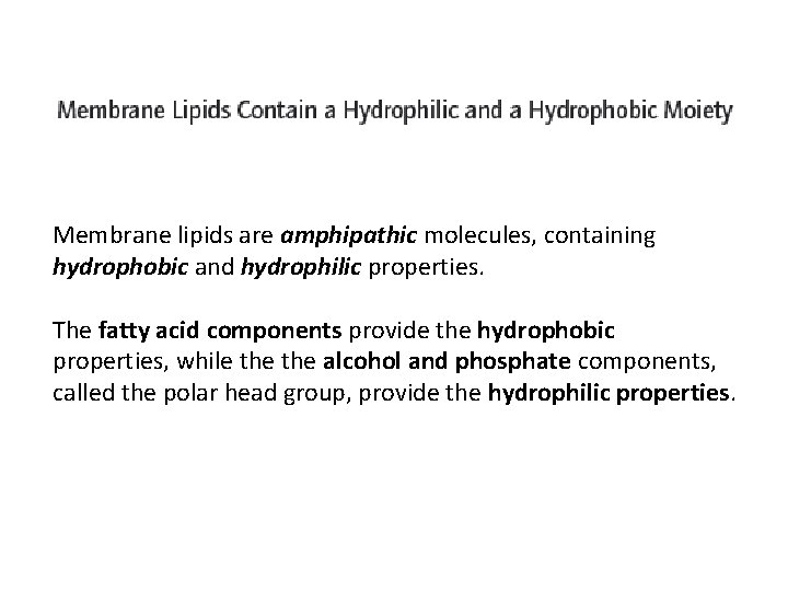 Membrane lipids are amphipathic molecules, containing hydrophobic and hydrophilic properties. The fatty acid components