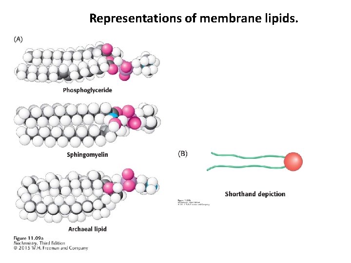  Representations of membrane lipids. 