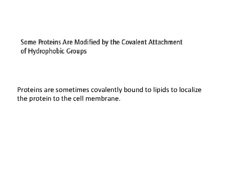 Proteins are sometimes covalently bound to lipids to localize the protein to the cell