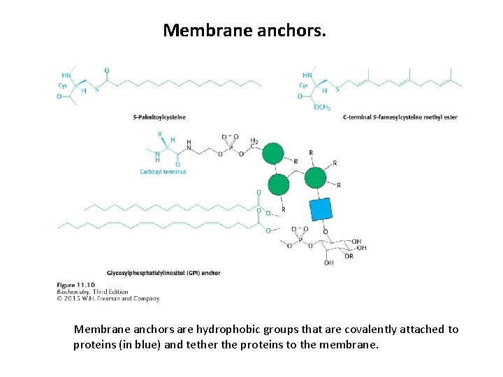  Membrane anchors are hydrophobic groups that are covalently attached to proteins (in blue)