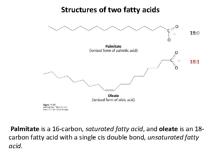  Structures of two fatty acids 18: 0 18: 1 Palmitate is a 16