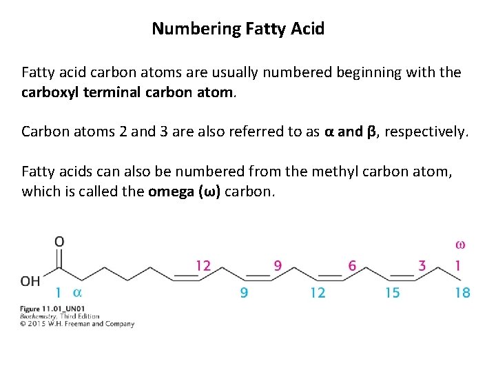 Numbering Fatty Acid Fatty acid carbon atoms are usually numbered beginning with the carboxyl