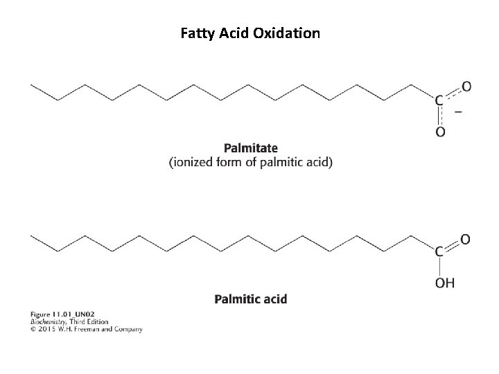 Fatty Acid Oxidation 