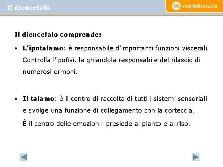Il diencefalo comprende: • L’ipotalamo: è responsabile d’importanti funzioni viscerali. Controlla l’ipofisi, la ghiandola