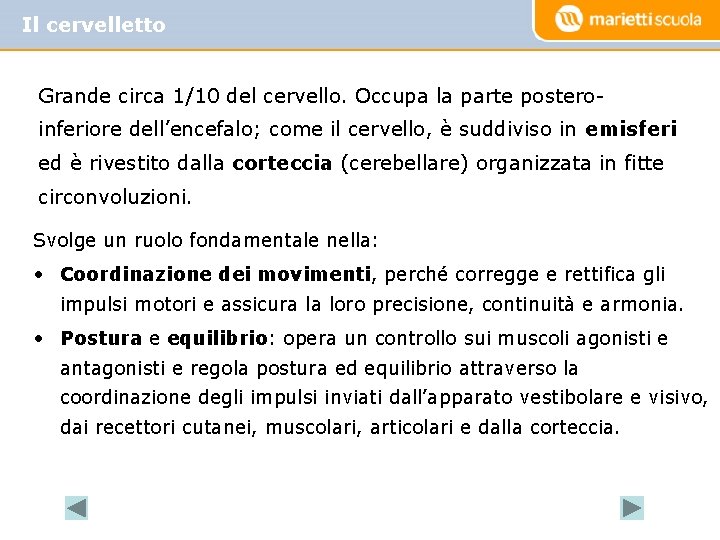 Il cervelletto Grande circa 1/10 del cervello. Occupa la parte posteroinferiore dell’encefalo; come il