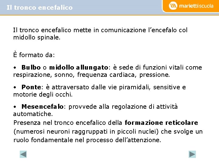 Il tronco encefalico mette in comunicazione l’encefalo col midollo spinale. È formato da: •