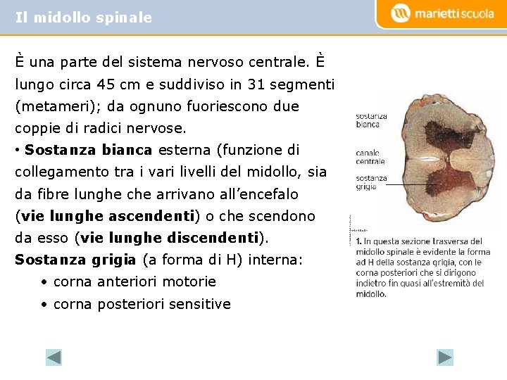 Il midollo spinale È una parte del sistema nervoso centrale. È lungo circa 45