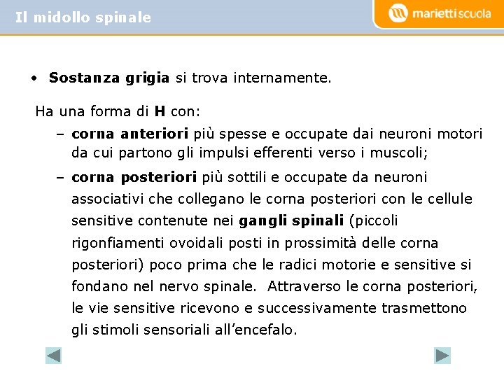 Il midollo spinale • Sostanza grigia si trova internamente. Ha una forma di H