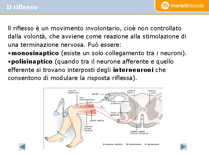 Il riflesso ll riflesso è un movimento involontario, cioè non controllato dalla volontà, che