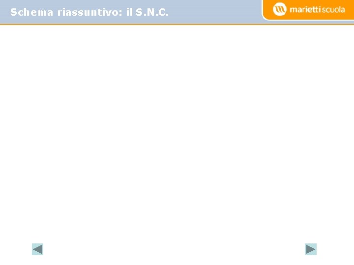 Schema riassuntivo: il S. N. C. 