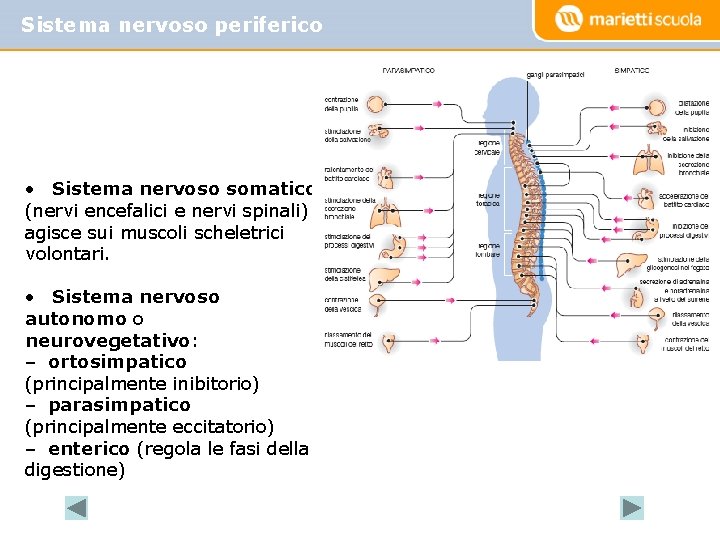 Sistema nervoso periferico • Sistema nervoso somatico (nervi encefalici e nervi spinali): agisce sui