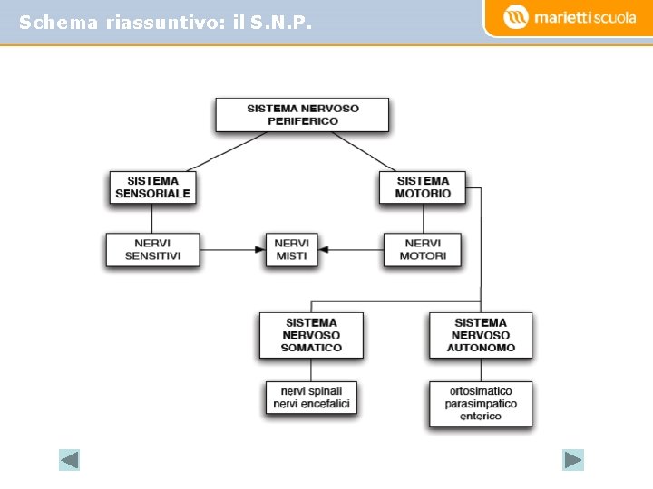 Schema riassuntivo: il S. N. P. 