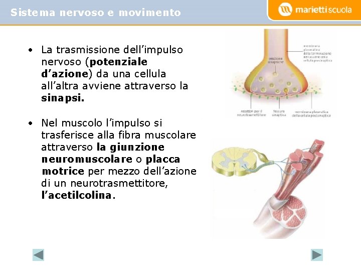 Sistema nervoso e movimento • La trasmissione dell’impulso nervoso (potenziale d’azione) da una cellula