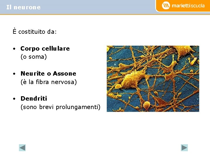 Il neurone È costituito da: • Corpo cellulare (o soma) • Neurite o Assone