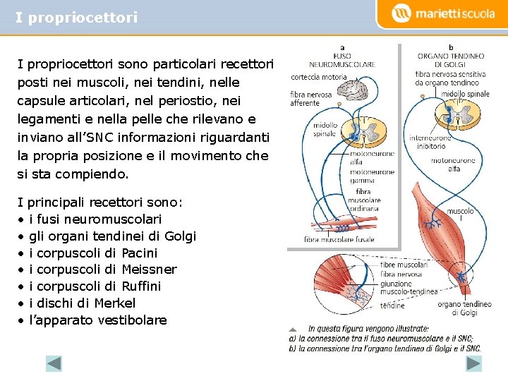 I propriocettori sono particolari recettori posti nei muscoli, nei tendini, nelle capsule articolari, nel