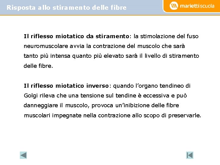 Risposta allo stiramento delle fibre Il riflesso miotatico da stiramento: la stimolazione del fuso
