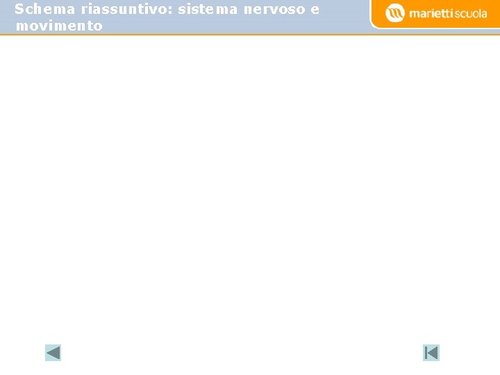 Schema riassuntivo: sistema nervoso e movimento 