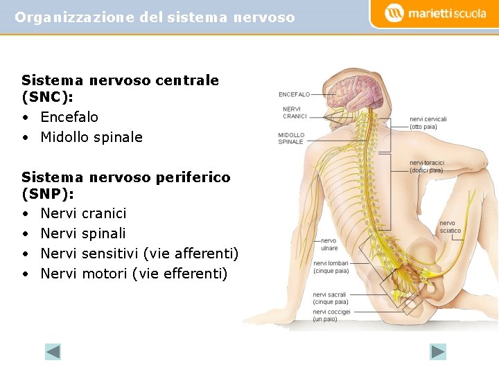 Organizzazione del sistema nervoso Sistema nervoso centrale (SNC): • Encefalo • Midollo spinale Sistema