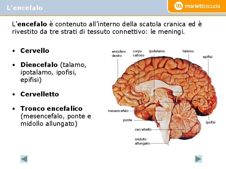 L’encefalo è contenuto all’interno della scatola cranica ed è rivestito da tre strati di