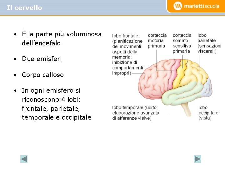 Il cervello • È la parte più voluminosa dell’encefalo • Due emisferi • Corpo