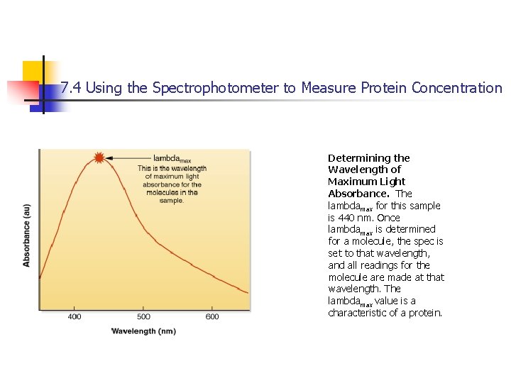 7. 4 Using the Spectrophotometer to Measure Protein Concentration Determining the Wavelength of Maximum
