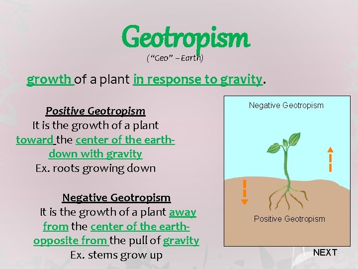 Geotropism (“Geo” – Earth) growth of a plant in response to gravity. Positive Geotropism