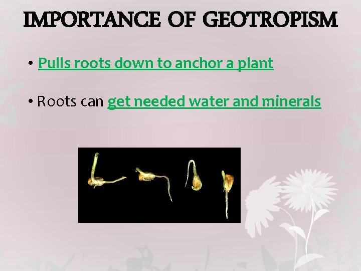 IMPORTANCE OF GEOTROPISM • Pulls roots down to anchor a plant • Roots can