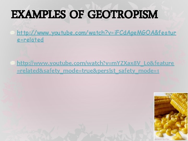 EXAMPLES OF GEOTROPISM http: //www. youtube. com/watch? v=i. FCd. Age. MGOA&featur e=related http: //www.