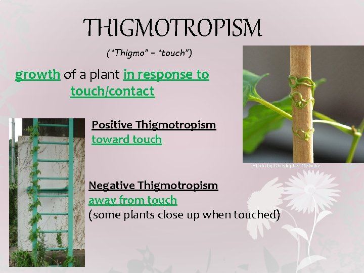 THIGMOTROPISM (“Thigmo” – “touch”) growth of a plant in response to touch/contact Positive Thigmotropism