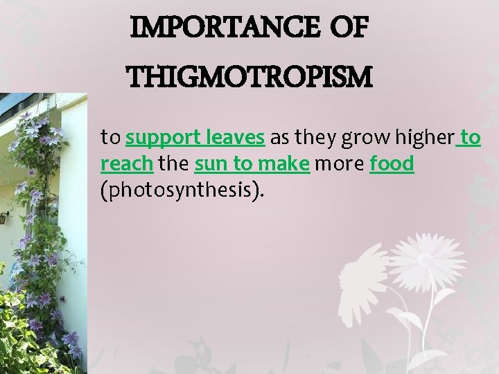IMPORTANCE OF THIGMOTROPISM to support leaves as they grow higher to reach the sun
