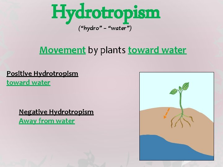 Hydrotropism (“hydro” – “water”) Movement by plants toward water Positive Hydrotropism toward water Negative