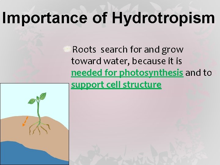 Importance of Hydrotropism Roots search for and grow toward water, because it is needed