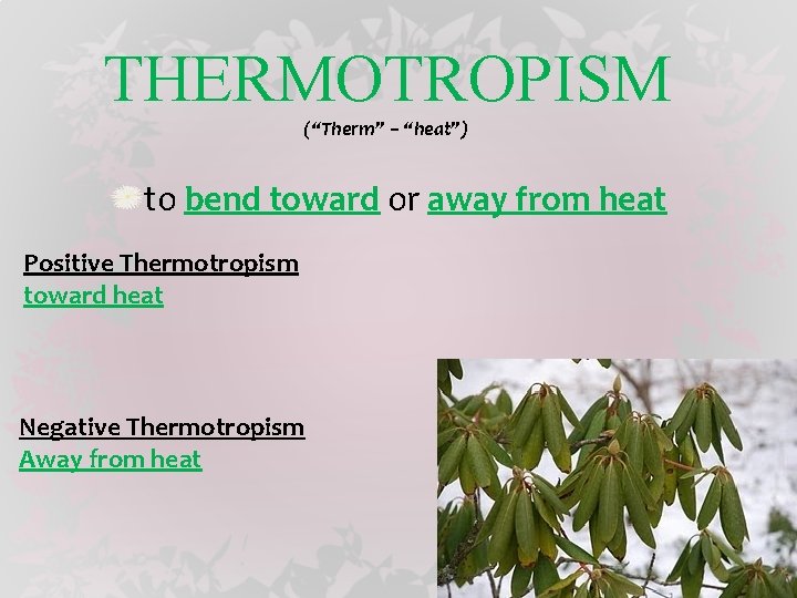 THERMOTROPISM (“Therm” – “heat”) to bend toward or away from heat Positive Thermotropism toward