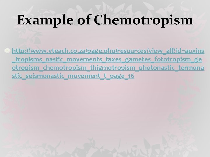 Example of Chemotropism http: //www. yteach. co. za/page. php/resources/view_all? id=auxins _tropisms_nastic_movements_taxes_gametes_fototropism_ge otropism_chemotropism_thigmotropism_photonastic_termona stic_seismonastic_movement_t_page_16 
