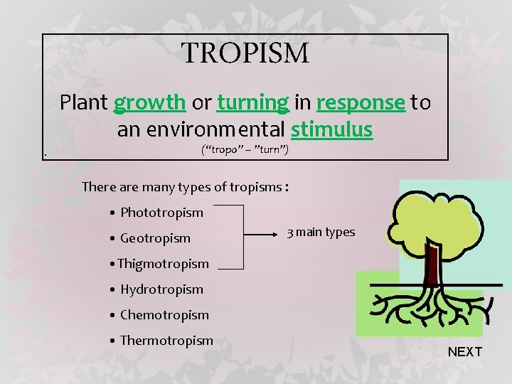 TROPISM Plant growth or turning in response to an environmental stimulus (“tropo” – ”turn”)