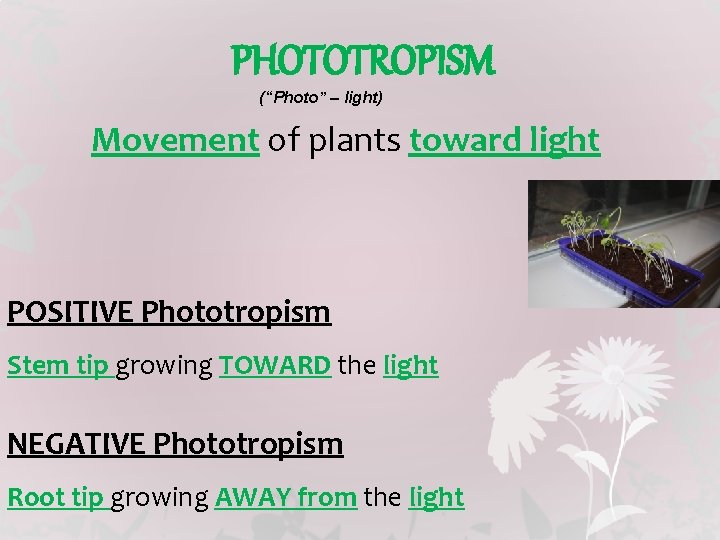 PHOTOTROPISM (“Photo” – light) Movement of plants toward light POSITIVE Phototropism Stem tip growing