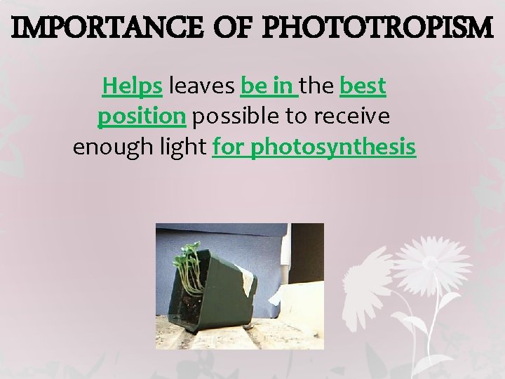 IMPORTANCE OF PHOTOTROPISM Helps leaves be in the best position possible to receive enough