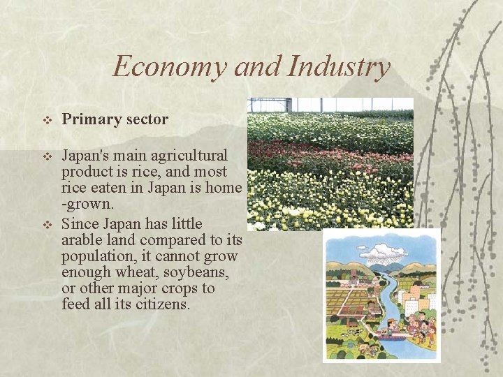 Economy and Industry v Primary sector v Japan's main agricultural product is rice, and